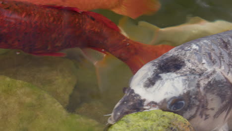 koi fish swimming in a pond