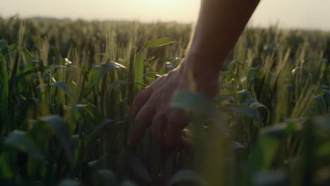 agrarian hand running wheat ears close up. farmer check cereal crop at sunset.