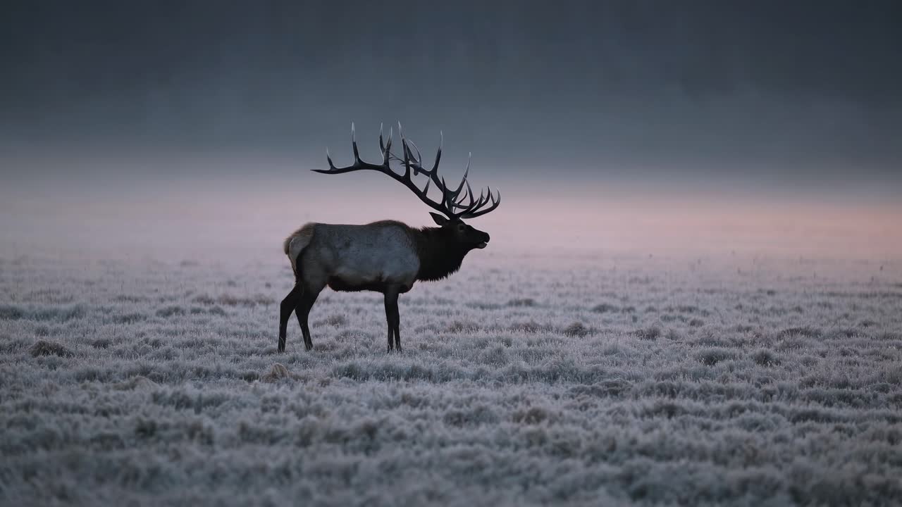 A majestic elk stands in a frosty field, exhaling mist. Captured at eye level, the video