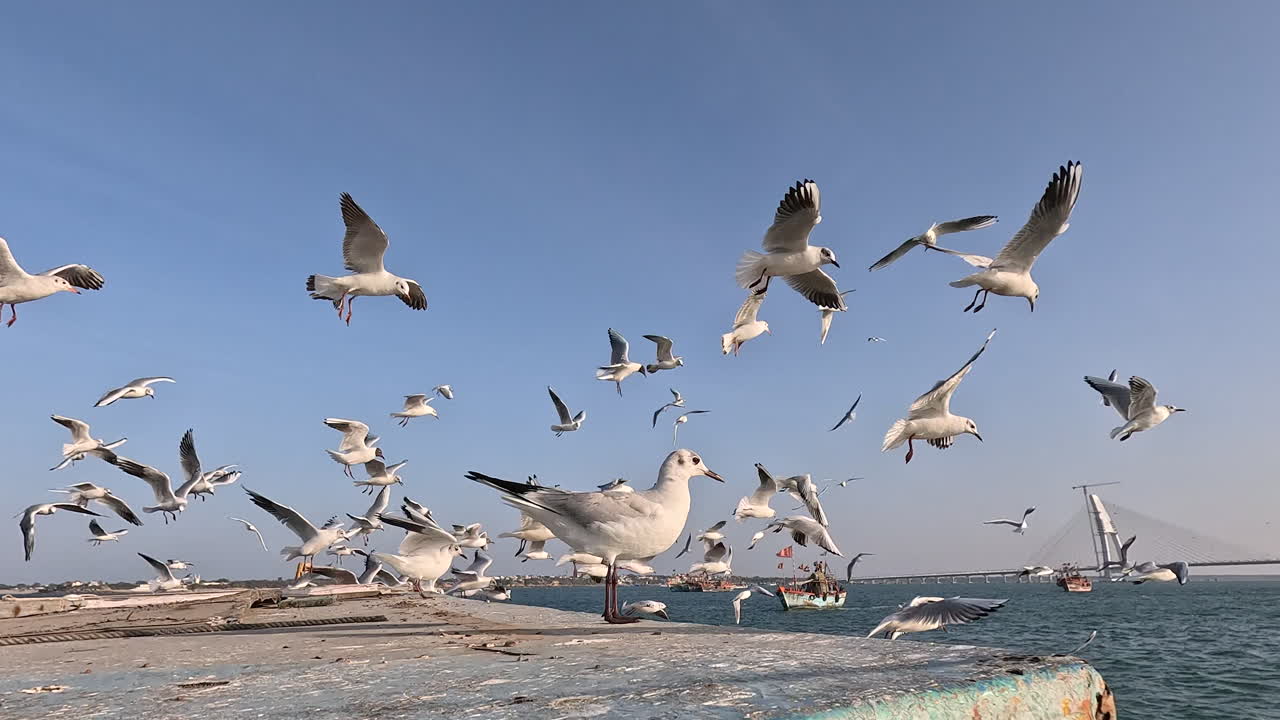 The cinematic opening shot captures seagulls soaring gracefully above boat, their wings spread wide against the backdrop of gusty winds, setting the stage for captivating visual journey