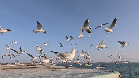 the cinematic opening shot captures seagulls soaring gracefully above boat, their wings spread wide against the backdrop of gusty winds, setting the stage for captivating visual journey