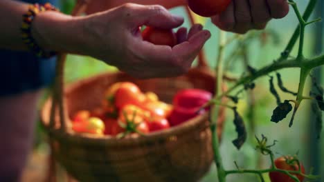 hand of an elderly woman harvesting tomatoes