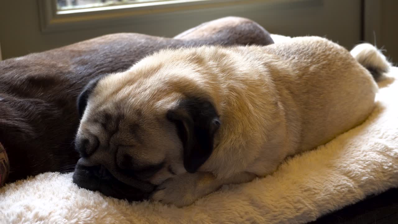 hank el pug descansando en una cómoda cama para perros