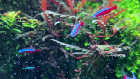 Colorful-neon-fish-swim-in-a-lush,-vibrant-aquarium