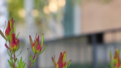 루카덴드론 살리그넘 (leucadendron salignum) 의 클로즈업, 흐릿한 배경