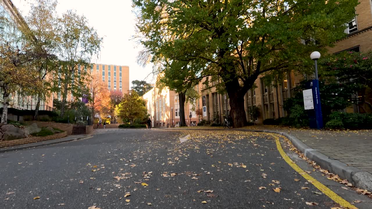 hojas caídas en un tranquilo camino universitario