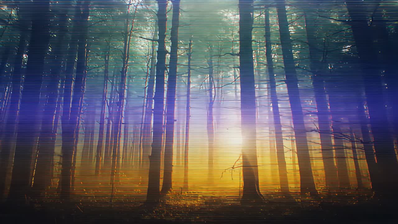 Sunlight intensifying in pine forest behind tall trunks, forming blue flare and revealing mist