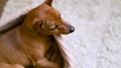 bovenaanzicht van kleine bruine hond zittend en ontspannen in een rieten mand 1