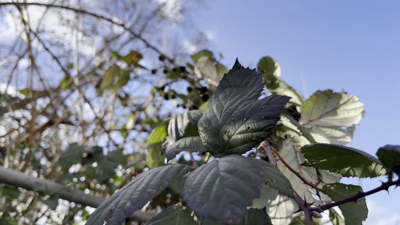 arbusto de mora con hojas en el viento y árboles en el fondo con un cielo azul