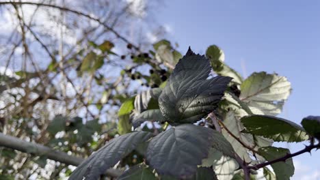 Blackberry-bush-with-leaves-in-the-wind-and-trees-in-the-background-with-a-blue-sky