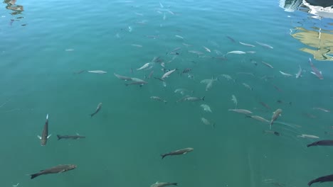 school of catfish swimming in blue clear water