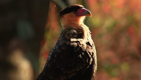 vigilante poderoso halcón caracara de cresta en la región de cerrado