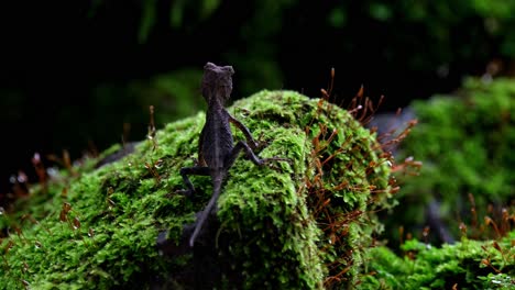 Beim-Atmen-Neigt-Sich-Dann-Der-Kopf-Nach-Links,-Brauner-Pricklenape-Acanthosaura-Lepidogaster,-Khao-Yai-Nationalpark