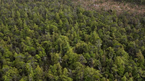 Bosque-Denso-En-La-Costa-De-Tofino,-Columbia-Británica,-Canadá