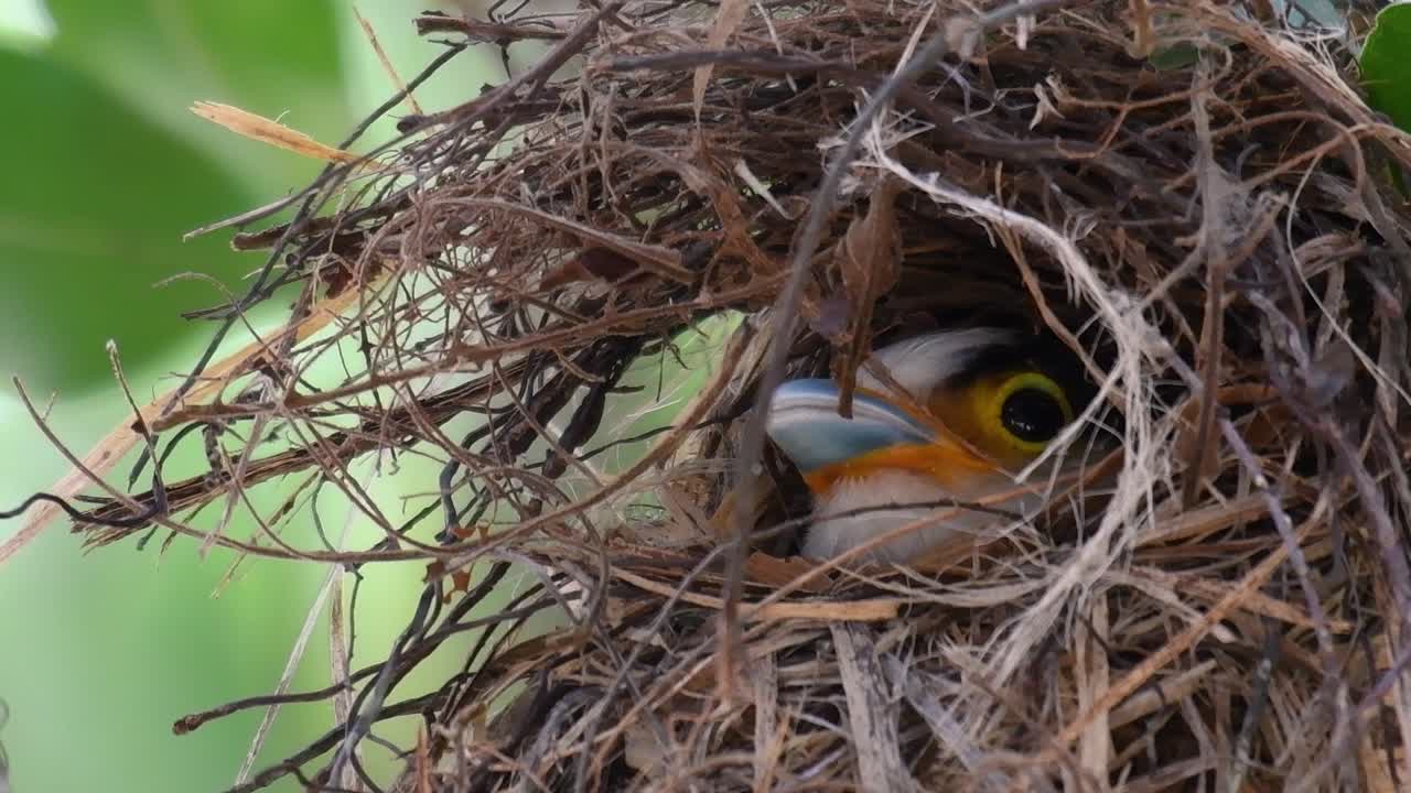 The Silver-breasted Broadbill is a famous bird in Thailand, both local and international