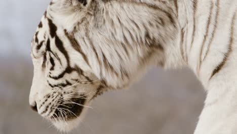 Tigre-Blanco-Alejar-El-Perfil-Lateral-Caminando