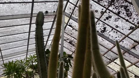 bolivia cactáceas inclinándose hacia abajo en el invernadero filmado en iphone 11