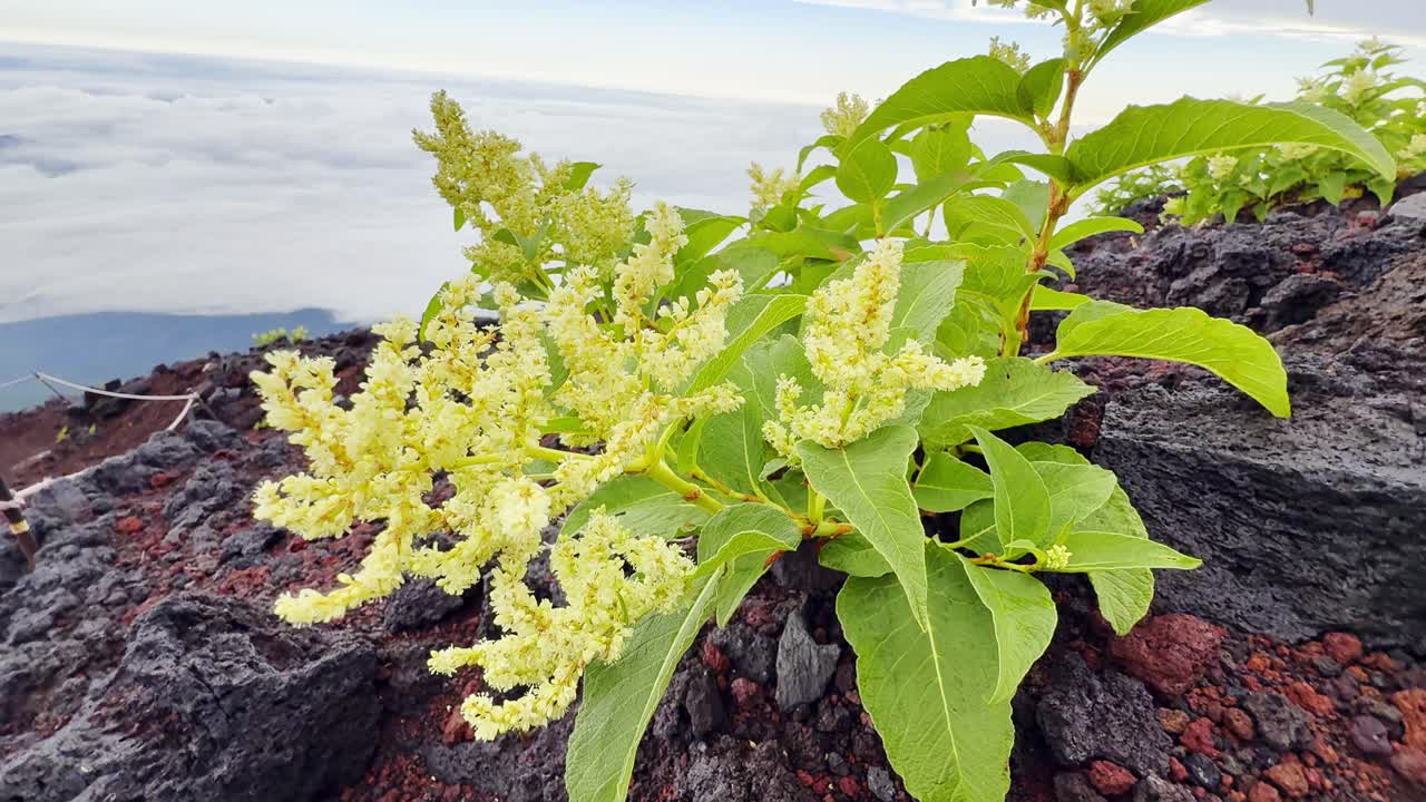 A thrilling trek up Mount Fuji takes you through diverse landscapes, from lush foothills to rocky slopes, ending with panoramic summit views