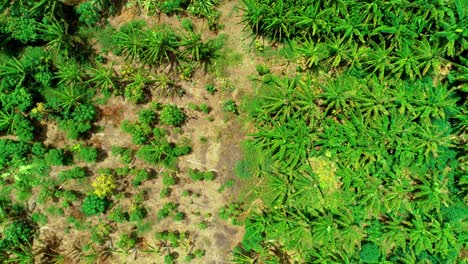 Vista-De-Arriba-Hacia-Abajo-De-Drones-De-4k-De-Una-Pequeña-Plantación-De-Palmeras-Tropicales-En-El-Caribe