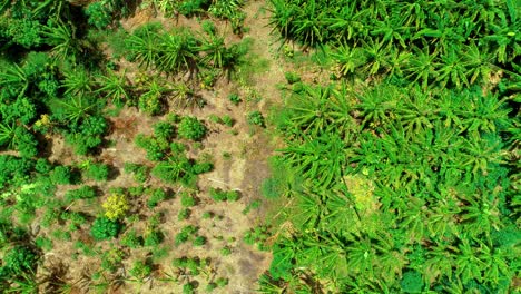drone de 4k vista de arriba hacia abajo de una pequeña plantación de palmeras tropicales en el caribe