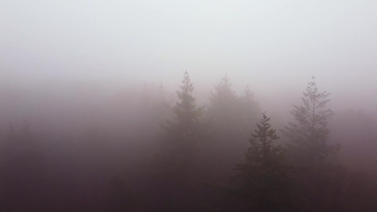 Droneoptagelse af en stemningsfuld tåget morgentåge over den skyede skov.