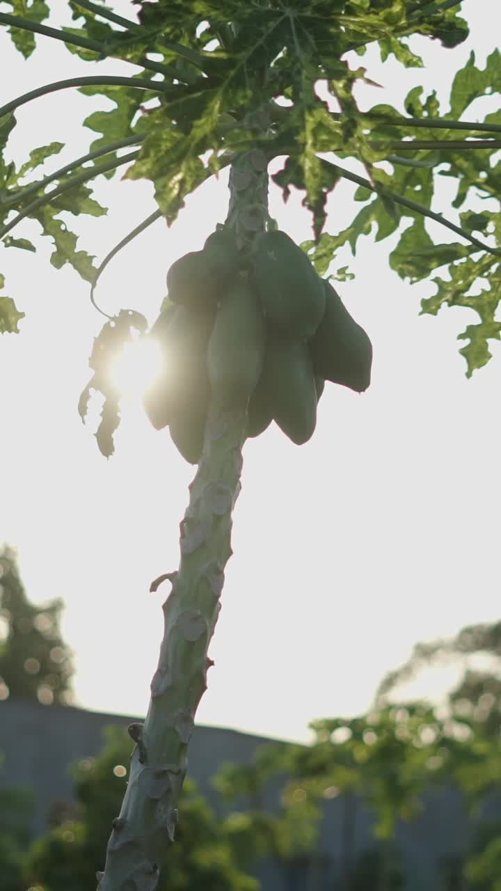 과일 이 있는 파파야 나무