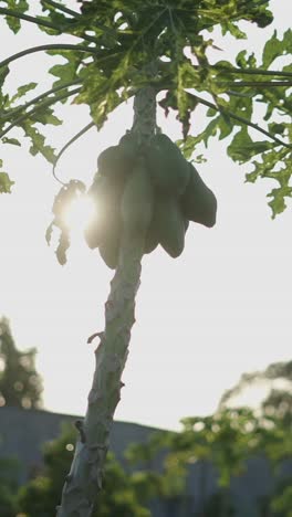 papaya tree with fruits