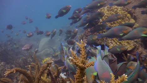 Schule-Von-Papageienfischen,-Die-Zwischen-Korallenriffen-Schwimmen,-Die-Algen-In-Koh-Tao,-Thailand-Weiden-Lassen