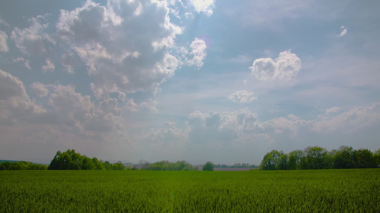 하늘을 배경으로 밀밭의 경치 2