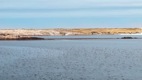 huge flock of birds taking off from the water in front of grass dunes