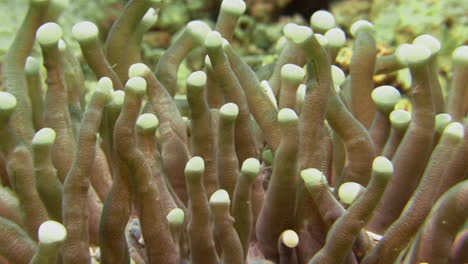 two mushroom coral pipefish writhe between the tentacles of their coral