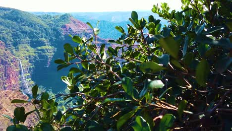 HD-Hawaii-Kauai-slow-motion-boom-left-from-bushes-to-reveal-Waimea-Canyon-with-a-waterfall-in-the-distance