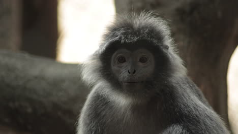 a silvery langur sits on a branch, a species that is near threatened from habitat destruction and illegal pet trades