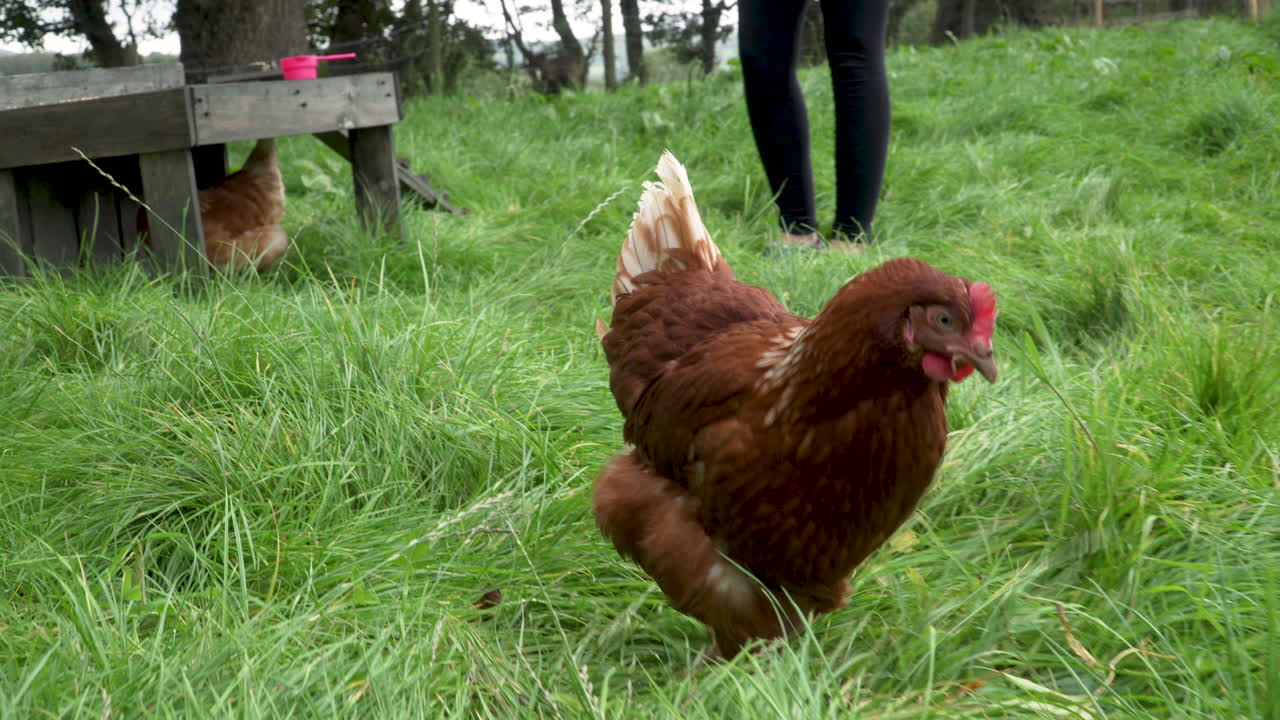 pollo de corral paseando por un delicioso recinto al aire libre