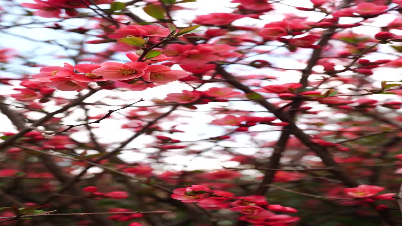 Ape che vola vicino a fiori rossi, catturando l'impollinazione in primavera, concetto di ecosistema naturale e biodiversità.