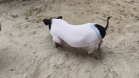 pig in sand