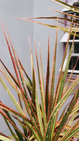 closeup of a dracaena marginata with water droplets