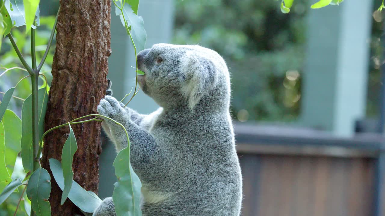 Un'inquadratura di profilo laterale di un koala che mastica foglie verdi di eucalipto in un recinto dello zoo.