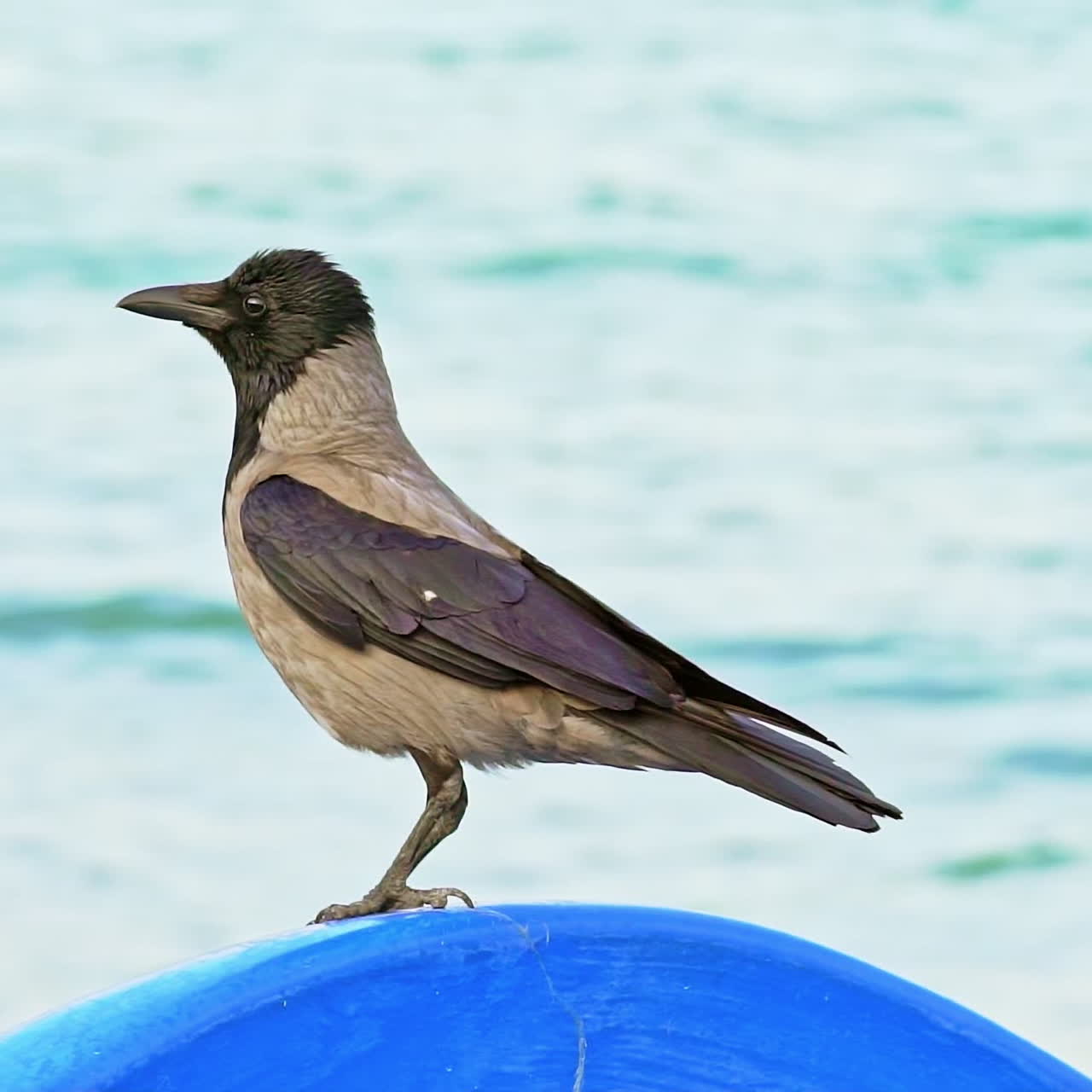 A seabird with a head and wings of black color sits on a round object and looks around herself by the sea. Blurred background.