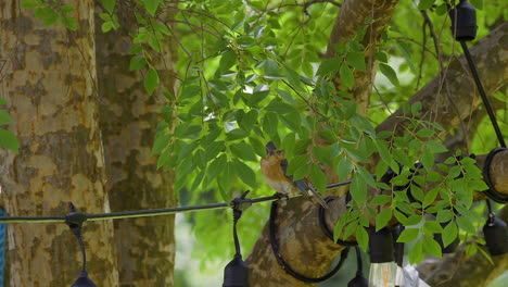 eastern bluebird female sitting on a string of unlit decorative lights