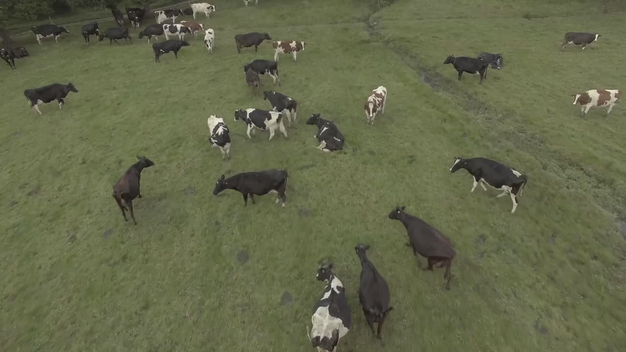 vuelo sobre un campo abierto donde vive un grupo de vacas lecheras en su mayoría holstein, algunas descansan y otras caminan mientras pastan en el campo verde
