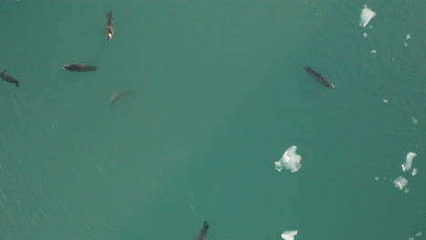 family of harbor seals swimming in jokulsarlon glacier lagoon - south iceland - ascending drone shot