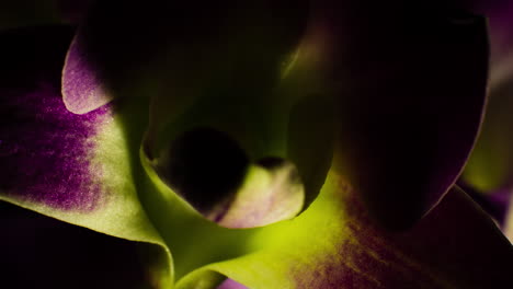 primer plano de la apertura de orquídeas, macro