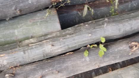stack of lumber still green from the forest.