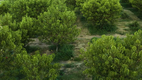 Peace-Orchard-in-Arkansas-with-sickle-shaped-leaf-trees-planted-in-rows-as-bugs-fly