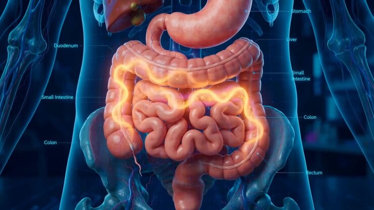 Stomach Digestion X-Ray Animation, Glowing Stomach Inside Transparent Torso