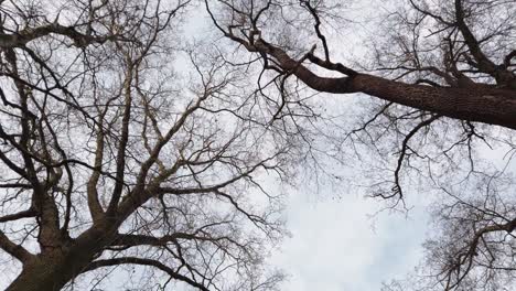 Looking-up-through-slowly-moving-trees-and-sky,-low-angle-shot