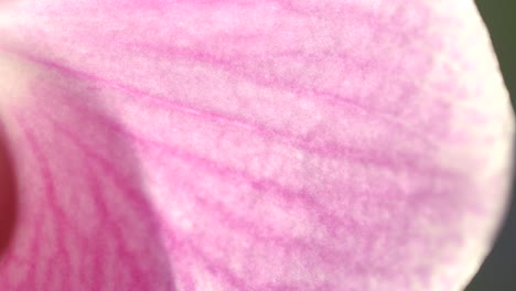 orchid plant pink flower frail petal veins pattern, macro close up