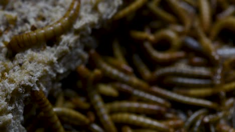 the mealworm is a species of darkling beetle used to feed pets like fish, snakes, birds, and frogs