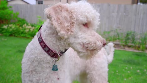 perro asustado en la hierba verde. perro tímido afuera. perro asustada. emociones animales